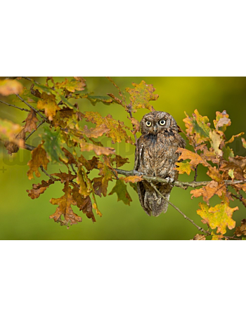 Φωτοταπετσαρια Τοιχου Eurasian Scops Owl