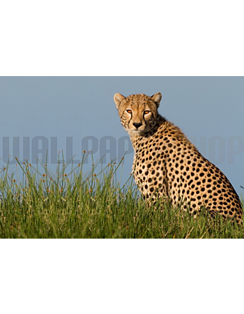 Φωτοταπετσαρια Τοιχου Cheetah
