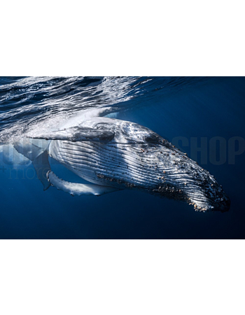Φωτοταπετσαρια Τοιχου The Whale