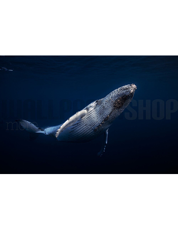 Φωτοταπετσαρια Τοιχου Humpback Whale