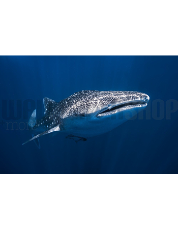 Φωτοταπετσαρια Τοιχου Whale Shark