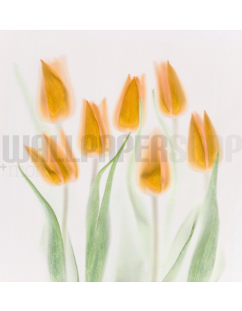 Φωτοταπετσαρια Τοιχου Golden Tulips