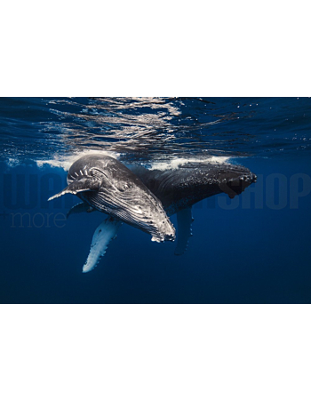 Φωτοταπετσαρια Τοιχου Humpback Whale Family!