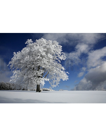 Φωτοταπετσαρια Τοιχου White Windbuche In Μαυρο Forest