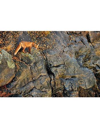 Φωτοταπετσαρια Τοιχου Fox On The Rocks