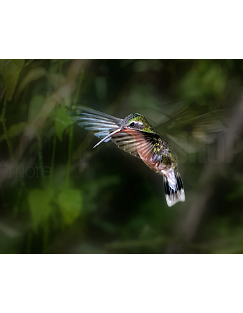 Φωτοταπετσαρια Τοιχου Hummingbird