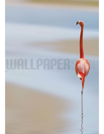 Φωτοταπετσαρια Τοιχου Flamingo