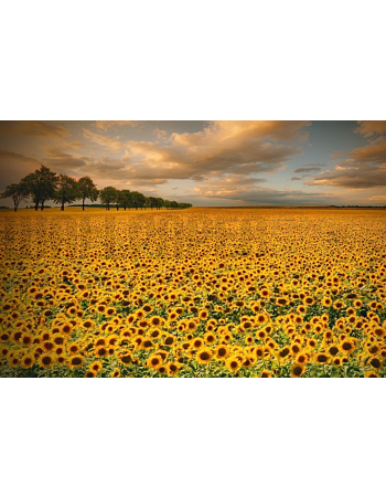 Φωτοταπετσαρια Τοιχου Sunflowers