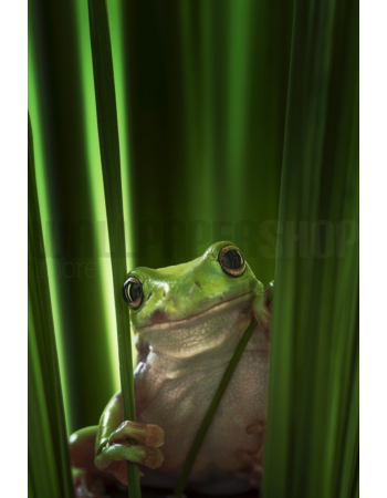Φωτοταπετσαρια Τοιχου Green Frog