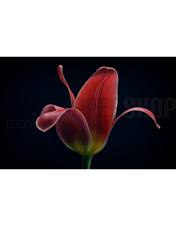 Φωτοταπετσαρια Τοιχου First Tulip