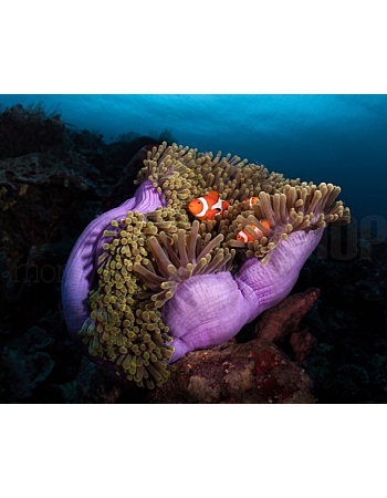 Φωτοταπετσαρια Τοιχου Clown Fish With Magnificent Anemone