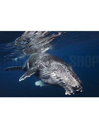 Φωτοταπετσαρια Τοιχου Humpback Whale