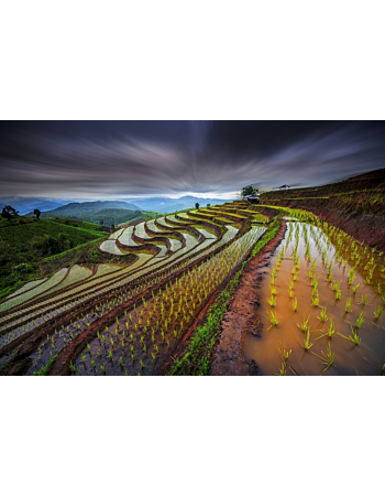 Φωτοταπετσαρια Τοιχου Unseen Rice Field