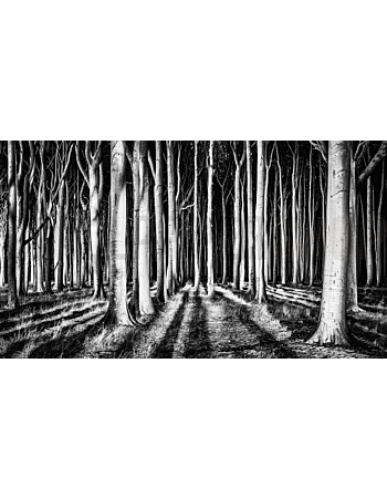 Φωτοταπετσαρια Τοιχου Ghost Forest