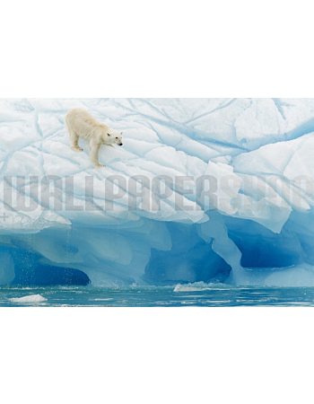 Φωτοταπετσαρια Τοιχου Polar Bear