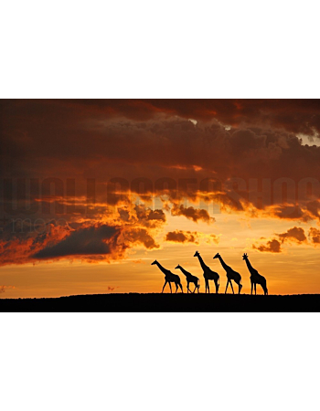 Φωτοταπετσαρια Τοιχου Five Giraffes