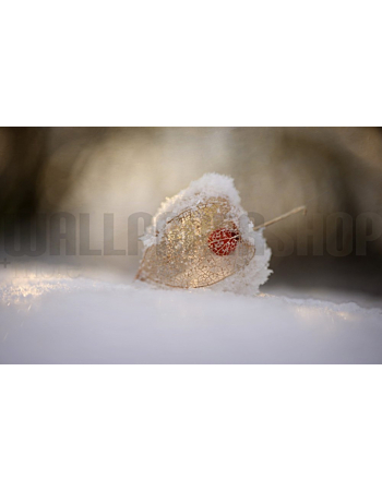 Φωτοταπετσαρια Τοιχου Physalis In Snow