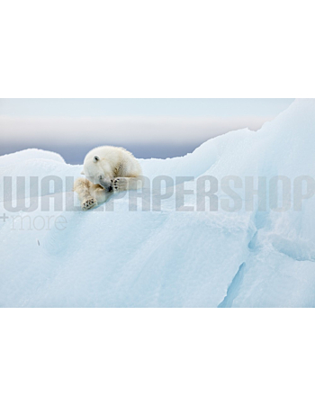 Φωτοταπετσαρια Τοιχου Polar Bear Grooming