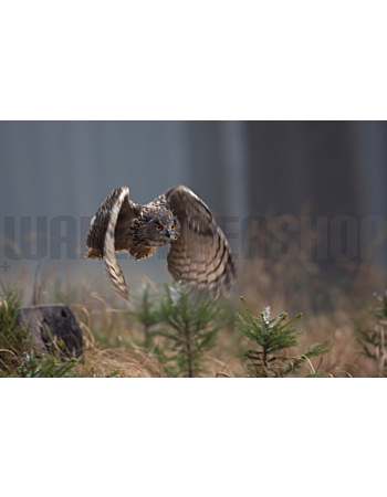 Φωτοταπετσαρια Τοιχου Eurasian Eagle Owl