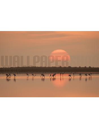 Φωτοταπετσαρια Τοιχου Flamingos At Sunrise