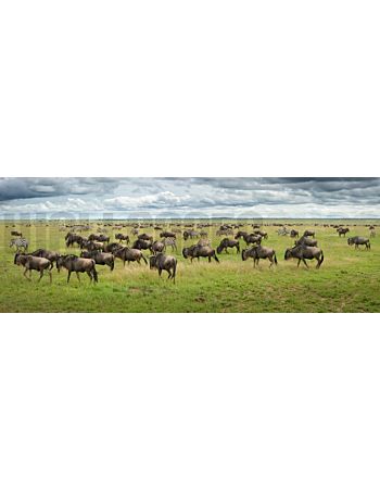 Φωτοταπετσαρια Τοιχου Great Migration In Serengeti Plains