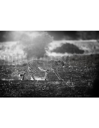 Φωτοταπετσαρια Τοιχου Backlit Cheetah