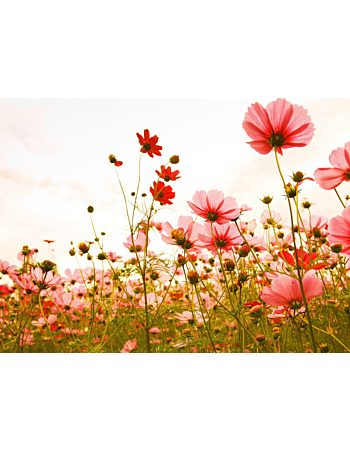 Φωτοταπετσαρια Flower Meadow 1 Ροζ