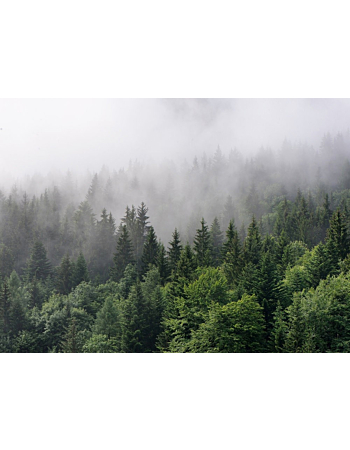 Φωτοταπετσαρια Foggy Fir Trees Πρασινο