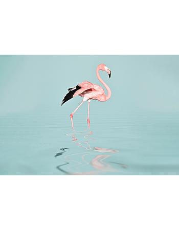 Φωτοταπετσαρια Flamingo Water  Ροζ