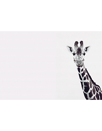 Φωτοταπετσαρια Giraffe Potrait Μαυρο