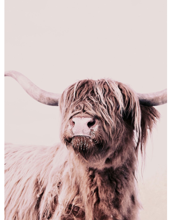 Φωτοταπετσαρια Highland Cattle 1 Μπεζ