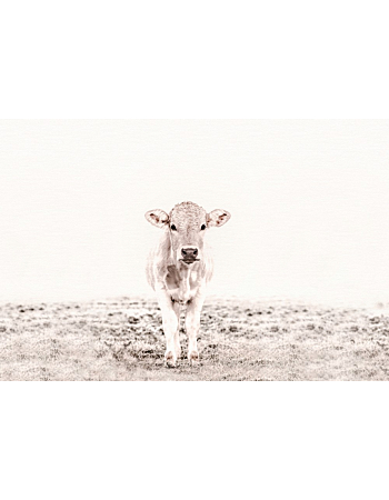 Φωτοταπετσαρια Highland Cattle 3 Λευκο