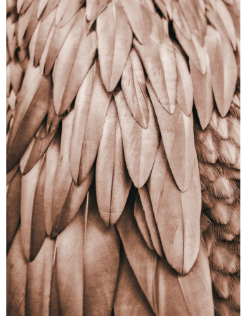 Φωτοταπετσαρια Feathers 1 Καφε