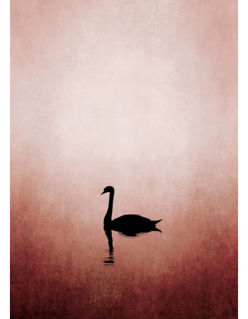 Φωτοταπετσαρια Swan Lake Ροζ