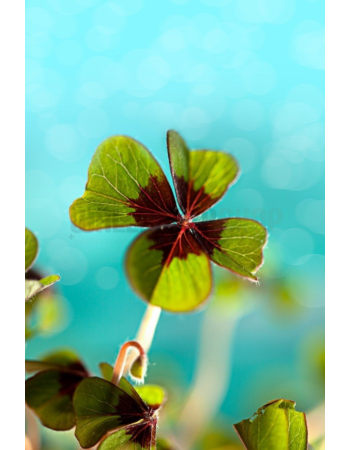Φωτοταπετσαρια Τοιχου Four Leaf Clover