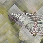 Moth Ταπετσαρια Τοιχου Πρασινο