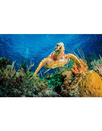 Φωτοταπετσαρια Τοιχου Hawksbill Turtle Swimming Through Caribbean Reef