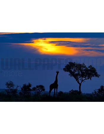 Φωτοταπετσαρια Τοιχου A Giraffe At Sunset