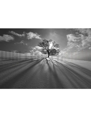 Φωτοταπετσαρια Τοιχου Tree Shadow