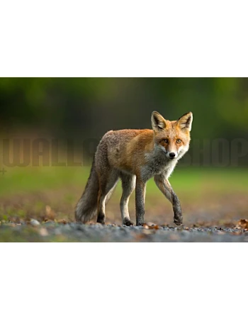 Φωτοταπετσαρια Τοιχου Red Fox
