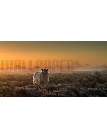 Φωτοταπετσαρια Τοιχου Sheep In The Mist