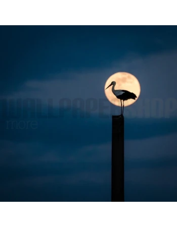 Φωτοταπετσαρια Τοιχου Moon Stork