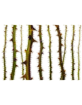 Φωτοταπετσαρια BlurΚοκκινο Thorns 1 Πρασινο