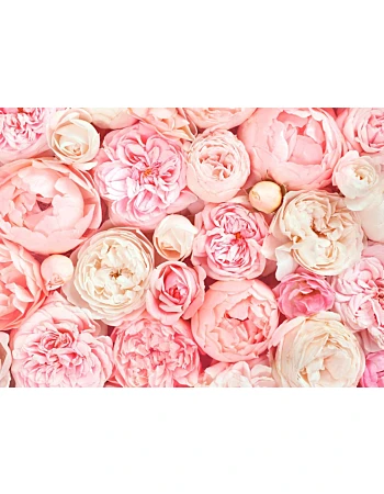 Φωτοταπετσαρια Roses Ροζ