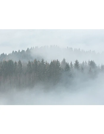 Φωτοταπετσαρια Misty Forest Λευκο