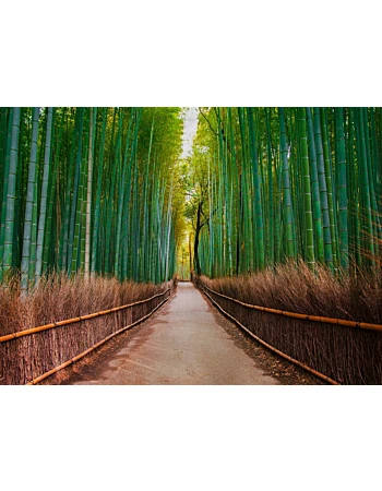 Φωτοταπετσαρια Bamboo Walk Πρασινο