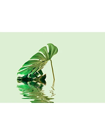 Φωτοταπετσαρια Monstera Leaf Water 2 Πρασινο
