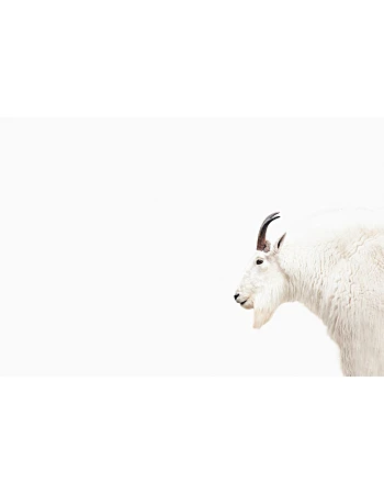 Φωτοταπετσαρια Mountain Goat Λευκο