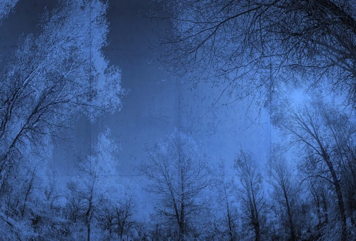 Φωτοταπετσαρια Forest Glade 2 Μπλε