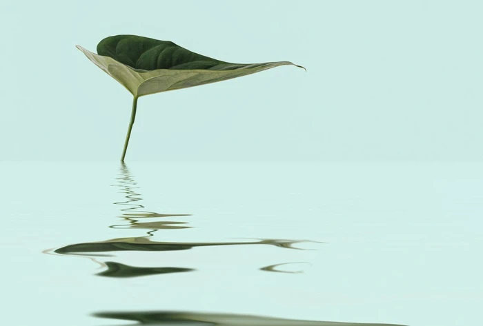 Φωτοταπετσαρια Zen Water Leaf Πρασινο